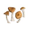 Burmese Magic Mushrooms